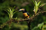 Rondreizen Suriname
