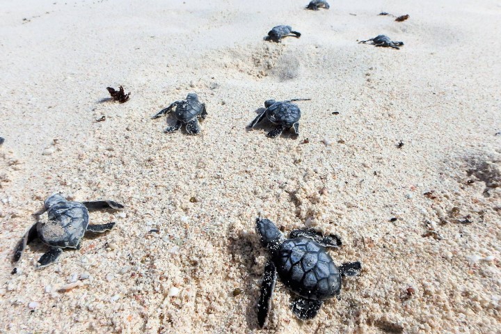Zeeschildpadden op Bonaire