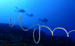 Saba duiken