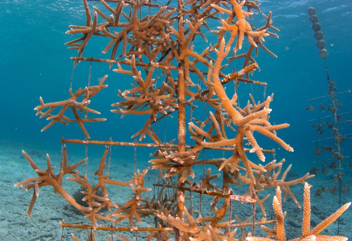 coral nursery tree_Beth Watson
