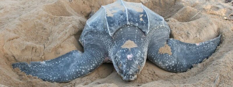 schildpad galibi schildpad galibi